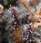 Grape Ox Regular Seeds - 12-RD-041