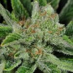 Ghost Train Haze #1 Regular Seeds - 12-RD-016