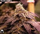 Rare Darkness Regular Seeds - 12-RD-026