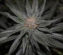 Rare Darkness Regular Seeds - 12-RD-026