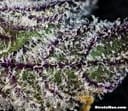 Rare Darkness Regular Seeds - 12-RD-026