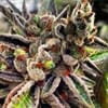 Scott's OG Regular Seeds - 12-RD-010