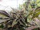 Scott's OG Regular Seeds - 12-RD-010