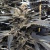 Star Killer Regular Seeds - 12-RD-028