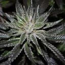 The OX Regular Seeds - 12-RD-017