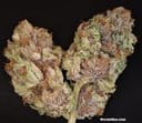 The OX Regular Seeds - 12-RD-017