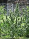 Haze CBD Auto Regular Seeds - 10-TTS-CBDHZ-AUTO-REG-10