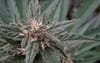 Early Sativa Regular Seeds - 10-TTS-ERLSTV-REG-10