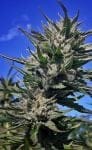 Haze Tao Auto Regular Seeds - 10-TTS-HAZET-AUTO-REG-10