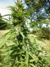 Micron Tao Auto Regular Seeds - 10-TTS-MCRT-AUTO-REG-10