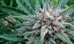 Sativa Samadhi Regular Seeds - 10-TTS-STVSMDH-REG-10