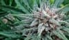 Sativa Samadhi Regular Seeds - 10-TTS-STVSMDH-REG-10