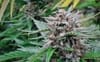 Super Tao Auto Regular Seeds - 10-TTS-SUPAT-AUTO-REG-10