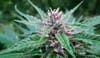 Tao Purple Regular Seeds - 10-TTS-TAOPURP-REG-10