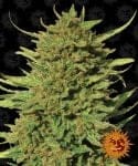Critical Kush Regular Seeds - 10-BFSCK-REG-10