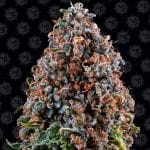 Critical Kush κανονικός σπόροι - 10-BFSCK-REG-10