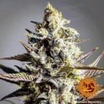 Critical Kush Regular Seeds - 10-BFSCK-REG-10