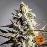 Critical Kush κανονικός σπόροι - 10-BFSCK-REG-10