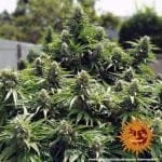 Critical Kush Regular Seeds - 10-BFSCK-REG-10