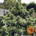 Critical Kush Regular Seeds - 10-BFSCK-REG-10