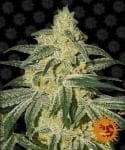 Afghan Hash Plant Regular Seeds - 10-BFSAHP-REG-10