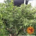 Afghan Hash Plant Regular Seeds - 10-BFSAHP-REG-10