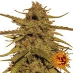 Pineapple Haze Regular Seeds - 10-BFSPH-REG-10