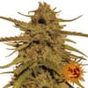 Pineapple Haze Regular Seeds - 10-BFSPH-REG-10