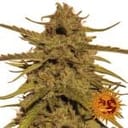 Pineapple Haze Regulär Samen - 10-BFSPH-REG-10