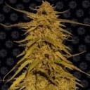 Pineapple Haze Regular Seeds - 10-BFSPH-REG-10