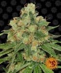 Caramel CBD Regular Seeds - 10-BFSCAR-CBD-REG-10