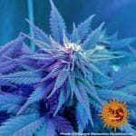 Caramel CBD Regular Seeds - 10-BFSCAR-CBD-REG-10