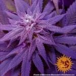 Caramel CBD Regular Seeds - 10-BFSCAR-CBD-REG-10