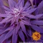 Caramel CBD Zwykły Nasiona - 10-BFSCAR-CBD-REG-10