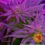 Caramel CBD Regular Seeds - 10-BFSCAR-CBD-REG-10