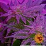 Caramel CBD Zwykły Nasiona - 10-BFSCAR-CBD-REG-10