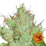 G13 Haze Regular Seeds - 10-BFSG13H-REG-10