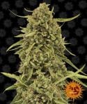 Widow Remedy Regular Seeds - 10-BFSWR-REG-10