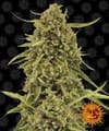Widow Remedy Regular Seeds - 10-BFSWR-REG-10
