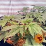 Widow Remedy редовен семена - 10-BFSWR-REG-10