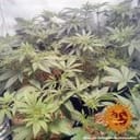 Widow Remedy Regular Seeds - 10-BFSWR-REG-10