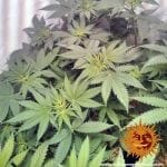 Widow Remedy Regular Seeds - 10-BFSWR-REG-10