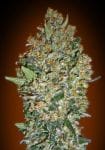 Female Collection #4 Feminised Seeds - 6-00S-FEM-MIX4