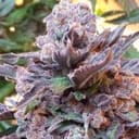 Purple Strawberry Bliss Feminised Seeds - 5-PF-010-F5