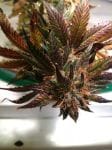 Purple Strawberry Bliss Feminised Seeds - 5-PF-010-F5