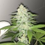 Lemon Sherbert Feminised Seeds - 5-PF-011-F5