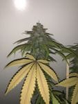 Lemon Sherbert Feminised Seeds - 5-PF-011-F5