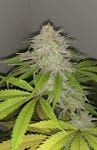 Lemon Sherbert Feminised Seeds - 5-PF-011-F5
