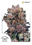 Blueberry Regular Seeds - 10-DP3801