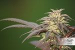 Blueberry Regular Seeds - 10-DP3801